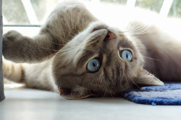 A big gray cat with blue eyes lies on the windowsill and looks out the window