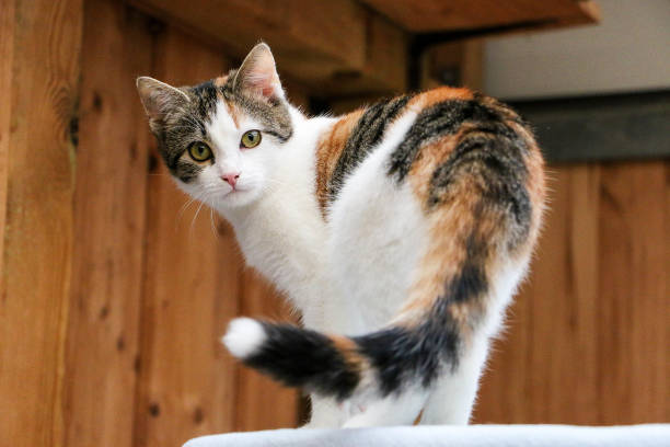 small tricolored cat is standing on the scratching post