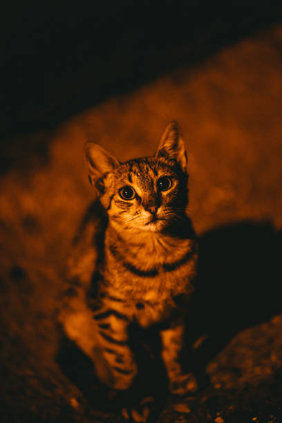 Cute stray cat on the street at night