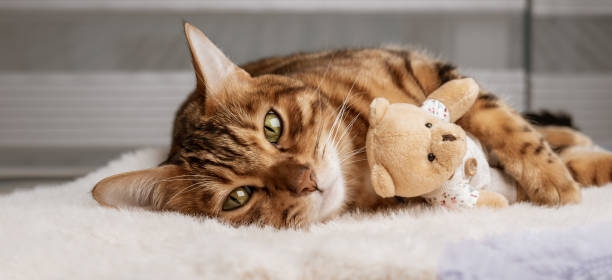 Bengal cat and soft toy sleep together. Pets. Animal care. Love and friendship