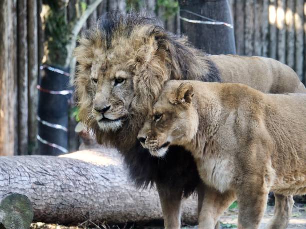 Close up of male lion and female lion snuggling up to him