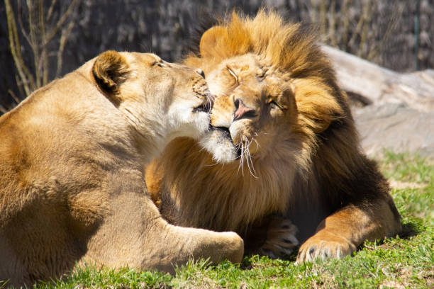 A female lion give a kiss to a expressive and happy male lion