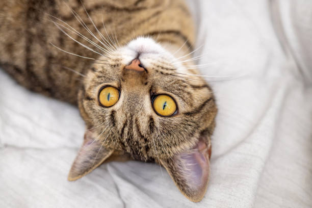 tabby cat yawn on bed blanket,cleaning paw and falling asleep