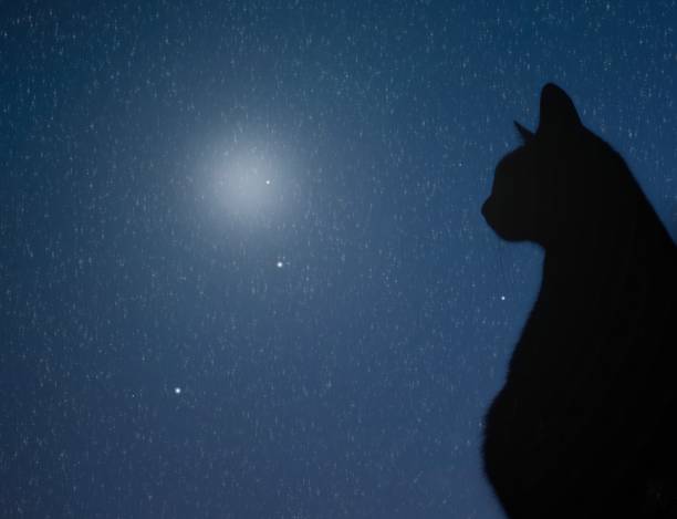 silhouetted cat staring a night sky with falling stars and moon