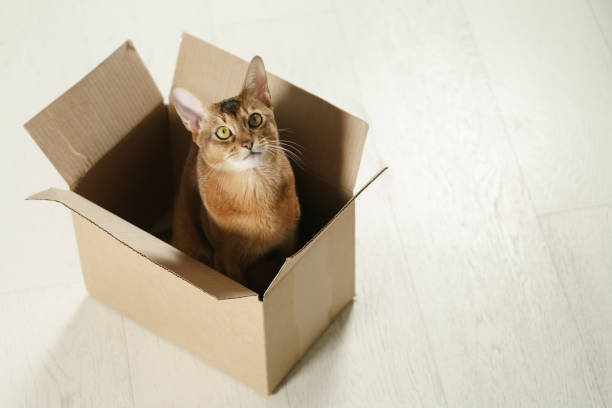 young abyssinian cat sitting in cardboard box on the floor, with copy space