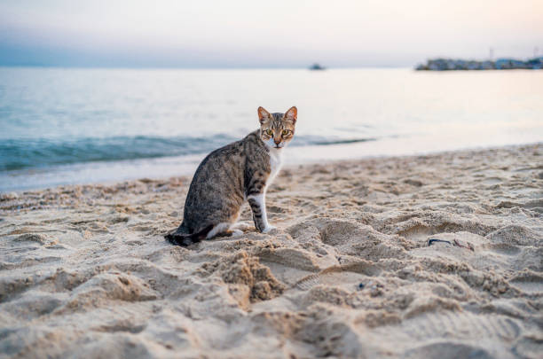 Cat in the sand on the beach with the sea in the background