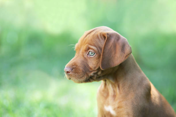 little puppy outdoor