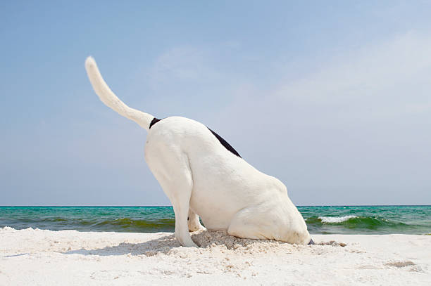 A large dog digging a whole at the beach in search of crabs