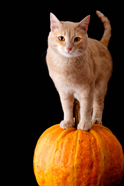 A cat on a Halloween pumpkin on black