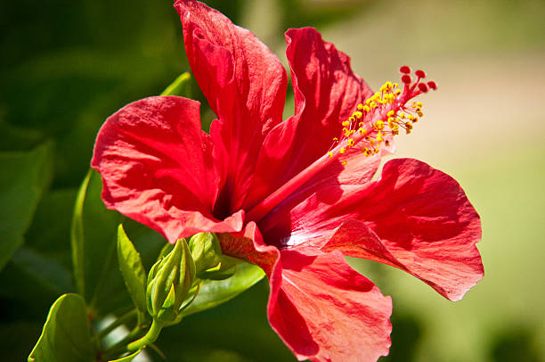 Macro of China Rose flower close up 