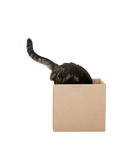 A curious tabby cat checking out a cardboard box.   Shot on white background