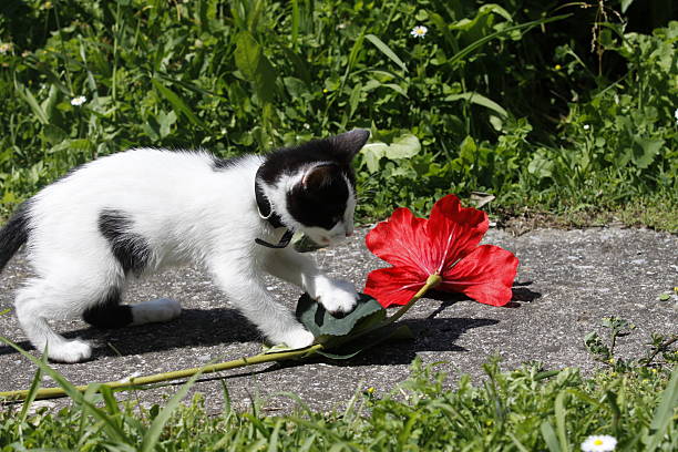 kitten playing with flower