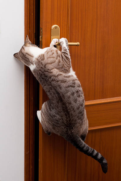 Expert kitten to open doors to enter