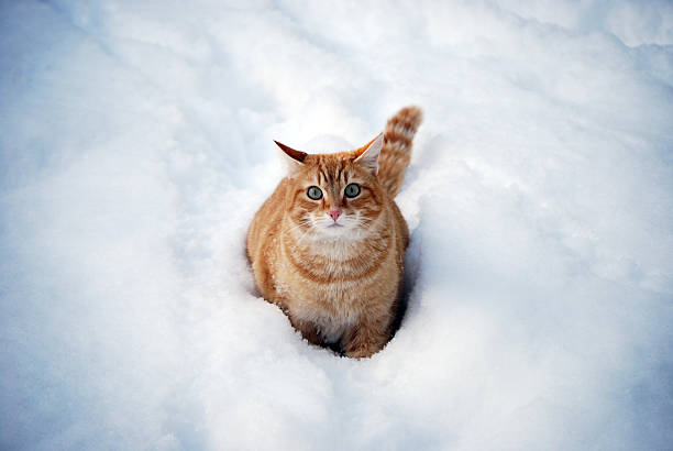 Cute orange & white cat sitting in the snow