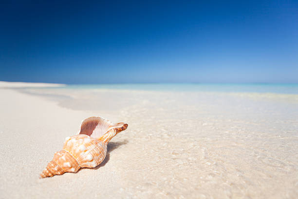 "shell on sandy beach, lagoon and clear blue sky- very shallow dof"