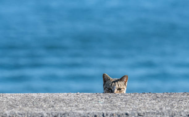 チラ見する猫　佐柳島