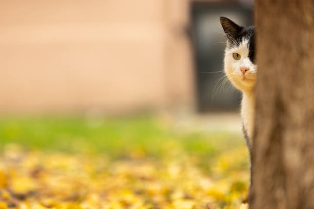 Stray cat is standing on yellow leafs at public park