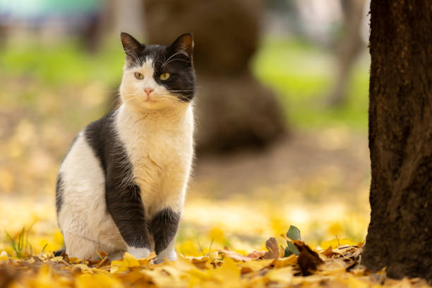 Stray cat is standing on yellow leafs at public park