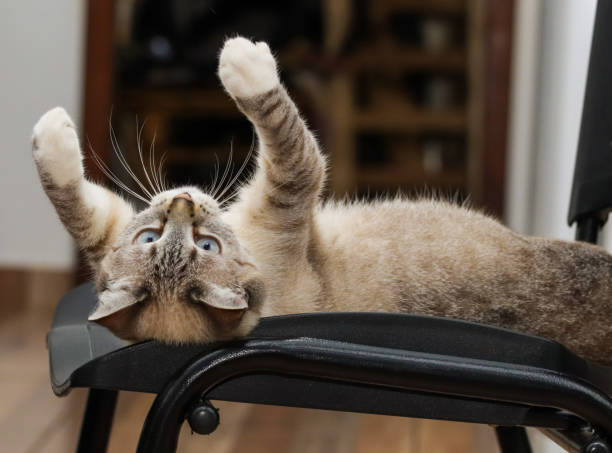 domestic cats playing on a chair