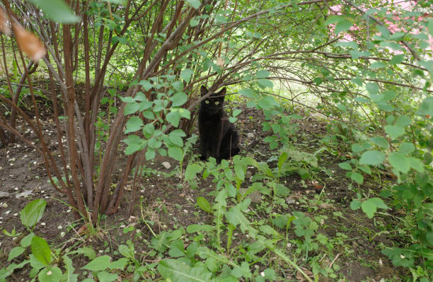 A cute kitten is sitting in the bushes looking at the camera