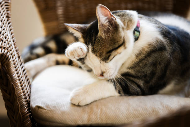 Cat is lying on chair in balcony at home