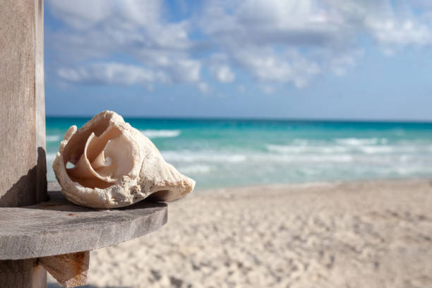 Large shell on the beach against the background of the ocean