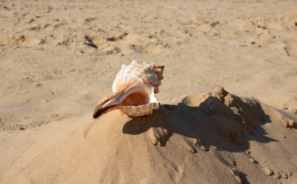 A large spiral striped seashell lies on the beach on a sandy background