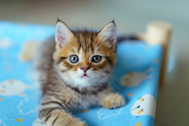 Half month old lovely Kitten playing on the bed with owner with happiness