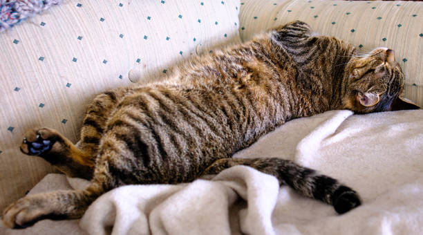 Cat sleeping upside down