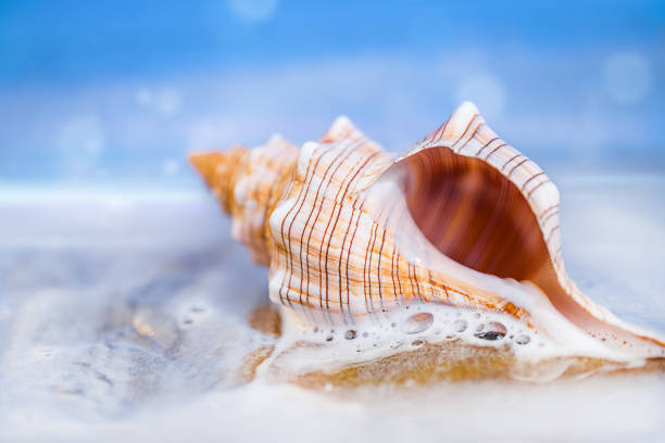 Close Up of a Conch Shell