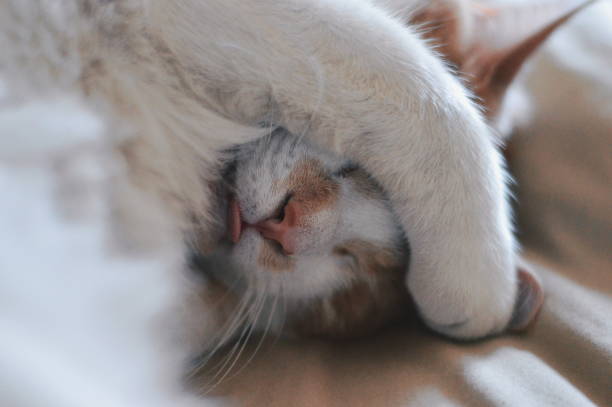 Close-Up Of Cat Sleeping