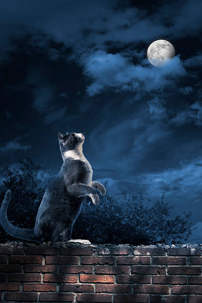 photo of a cat looking at the moon