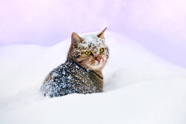 Cat lying in snow