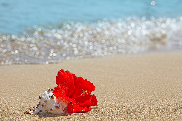 Beautiful red hibiscus flower and seashell on the beach