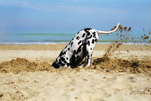 Beautiful dalmatian digging a hole in the sand, in a sunny day