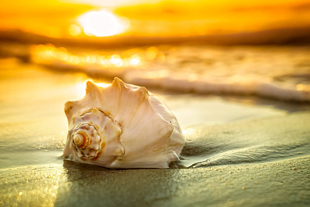 Dramatic sunrise or sunset with a close-up of a colorful shell