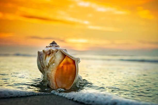 Conch shell close-up at the beach with ocean waves and glorious sunrise