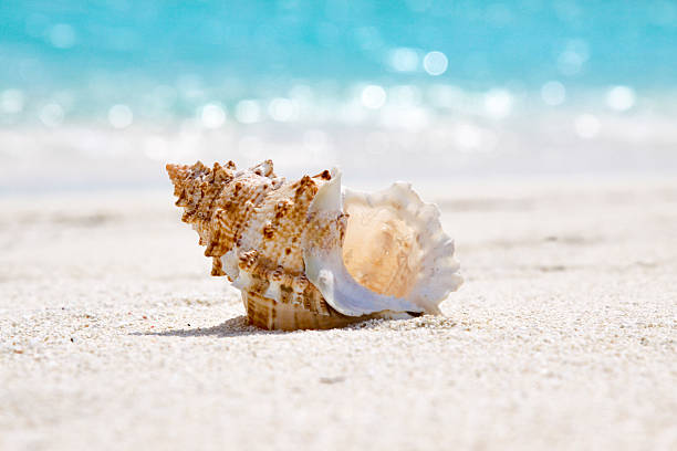 Sea Shell by the beach