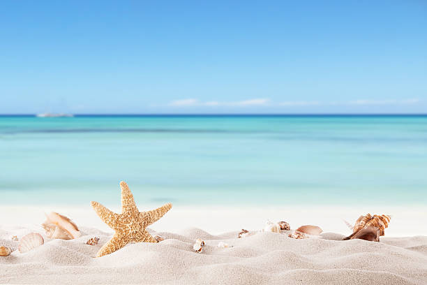 Summer concept with sandy beach, shells and starfish