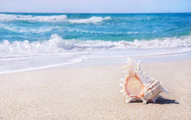 sea background with seashell on the clean sandy beach against waves