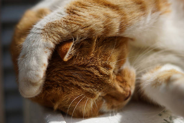 It is a tea cat sleeping in the garden of the house