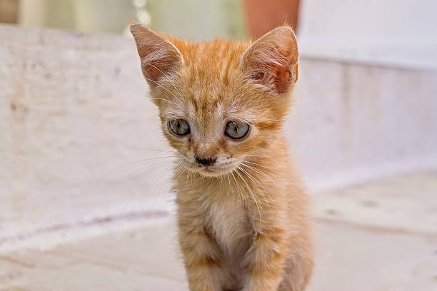 rufous or carroty little fluffy kitten sitting closeup