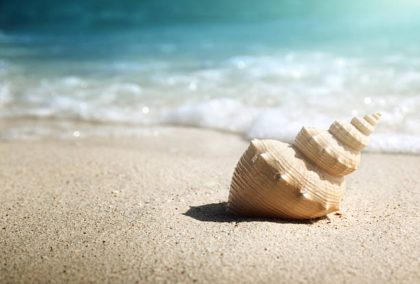 seashell on the beach (shallow DOF)