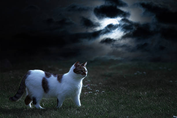 Cat at night walk, cloudy sky and lighting moon