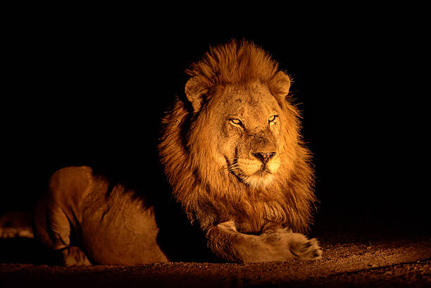 Magnificent male lion laying down at night