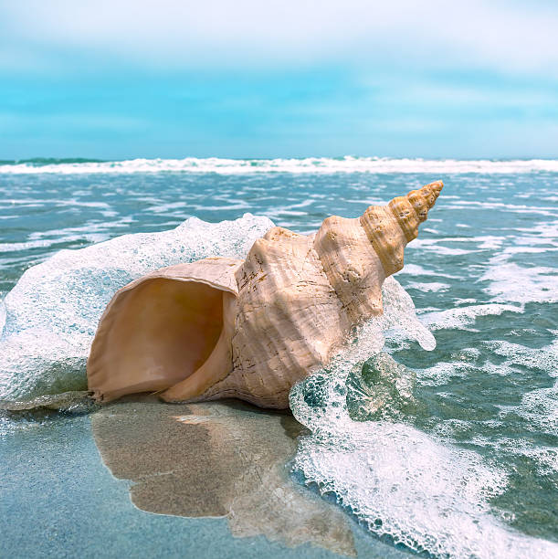 A horse conch on a beach with ocean water splashing and flowing around it