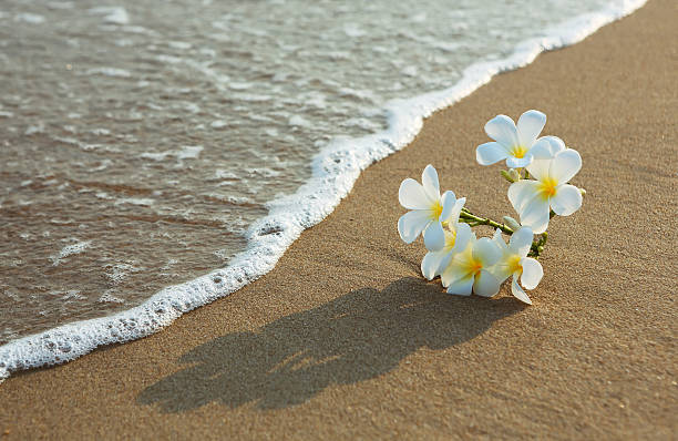 Tropical of plumeria flower blooming on the beach