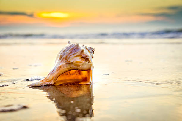 Dramatic sunrise or sunset with a close-up of a colorful shell