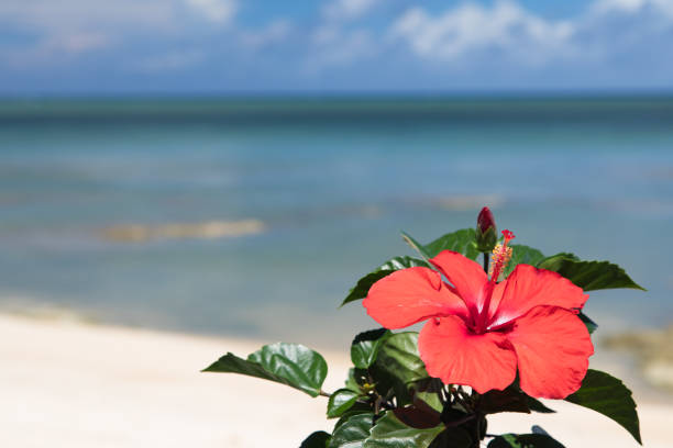 Red hibiscus flower 　Blue sea and sky 　Midsummer Okinawa image