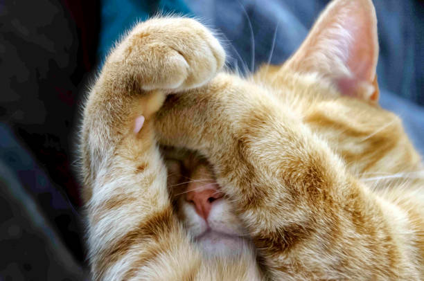 Closeup of cute orange tabby cat sleeps while covering its face with its paws